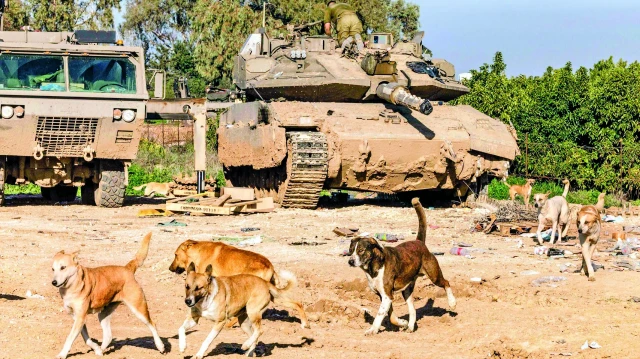 israilin gazzede sebep oldugu insani kriz tepede kopekler cenazeleri yiyor 7Z1Sz4N2.webp
