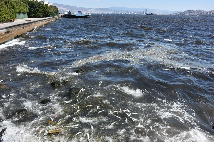 izmir korfezinde endiselendiren imaj balik vefatlari tekrar basladi 1 cEtmN4EC