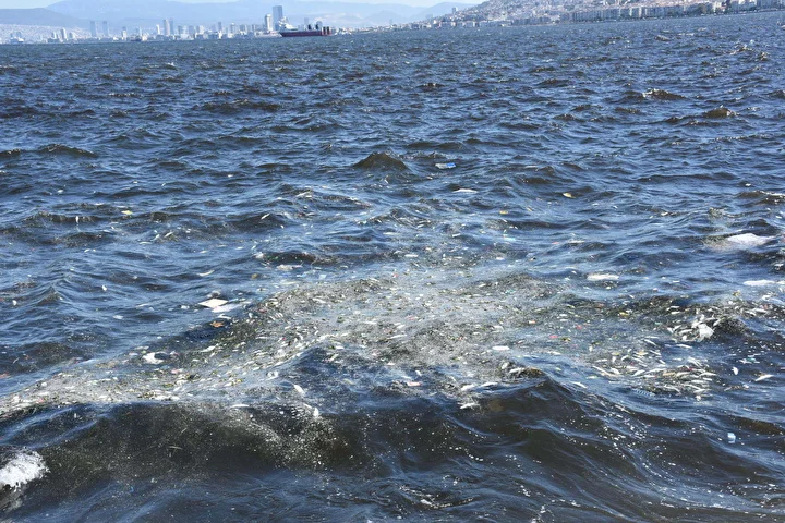 izmir korfezinde endiselendiren imaj balik vefatlari tekrar basladi 4 efS3tNed