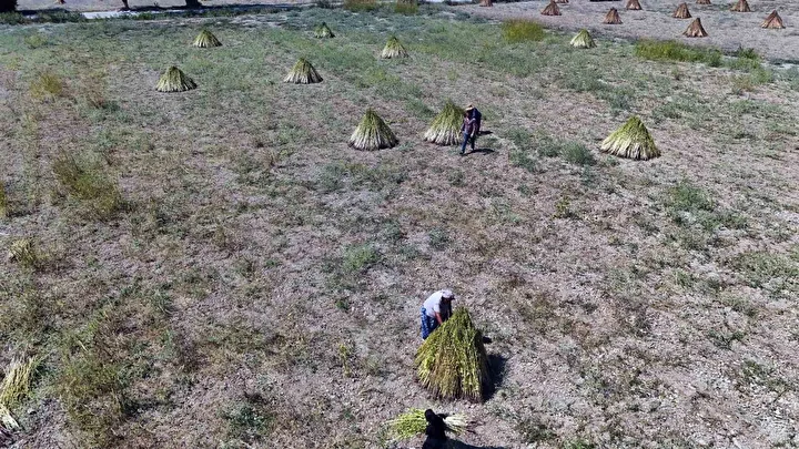 japonlar almak icin sirada bekliyor iyotlu ruzgarla tadi aromasi daha da artiyor 3 MFGWJ347