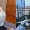 kacan sultan papagani pasayi bulana odul verilecek mtrbnEvH.webp