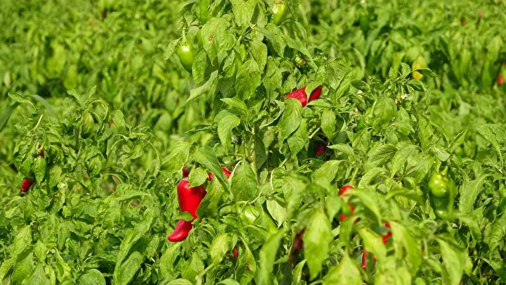 Kapış kapış gidiyor: Tam bir C vitamini bombası kilosu 18 TL'den satılıyor 2 kapis kapis gidiyor tam bir c vitamini bombasi kilosu 18 tlden satiliyor 1 TpegTyWI