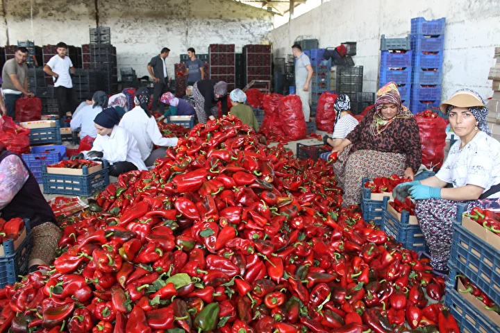 Kapış kapış gidiyor: Tam bir C vitamini bombası kilosu 18 TL'den satılıyor 5 kapis kapis gidiyor tam bir c vitamini bombasi kilosu 18 tlden satiliyor 4 peu3XbuV