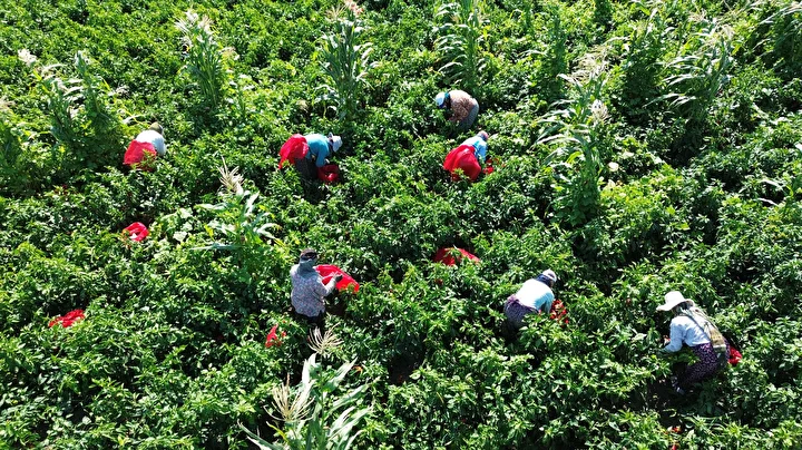 Kapış kapış gidiyor: Tam bir C vitamini bombası kilosu 18 TL'den satılıyor 7 kapis kapis gidiyor tam bir c vitamini bombasi kilosu 18 tlden satiliyor 6 2nyhXlQr