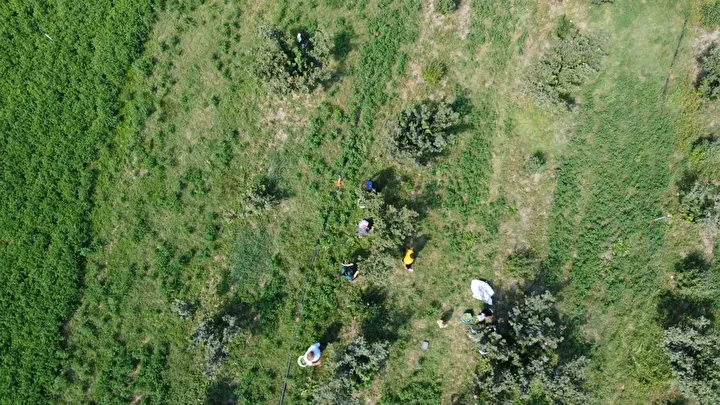 karadeniz degil adana toroslarin eteginde findik hasadi 1 jyNdbHJT
