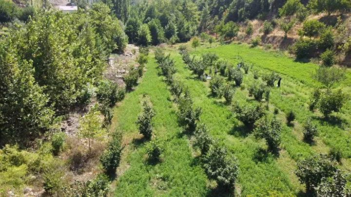 karadeniz degil adana toroslarin eteginde findik hasadi 3 MD6j4gsj