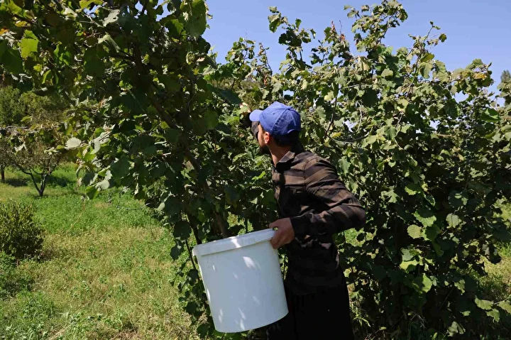 karadeniz degil adana toroslarin eteginde findik hasadi 5 pfs3PiO6