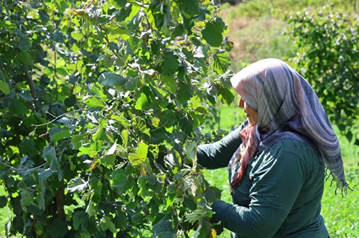 karadeniz degil adana toroslarin eteginde findik hasadi 7 QVwMHGfI
