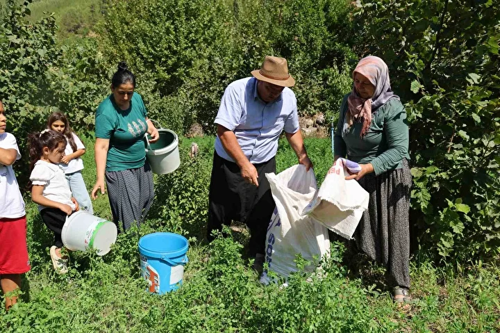 karadeniz degil adana toroslarin eteginde findik hasadi 8 TPm9XlK3