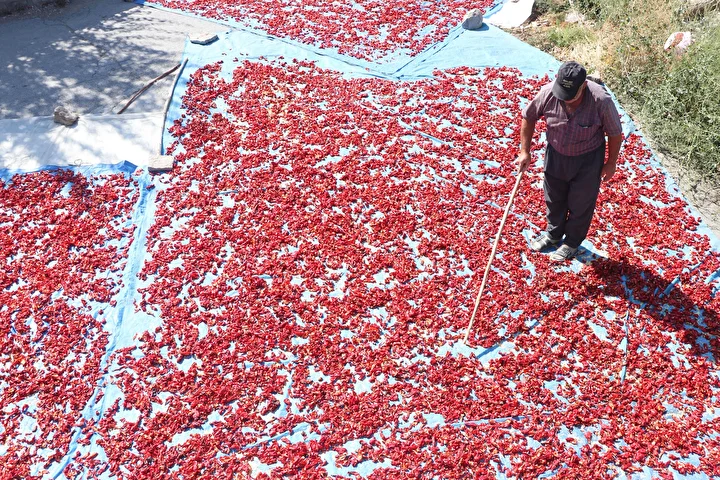 kayseride uretiliyor avrupada kapis kapis satiliyor sokak ortasinda 12 ton yapiliyor kilosu 750 lira Hgj9BAqG