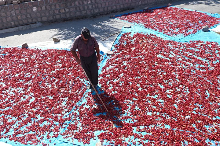 kayseride uretiliyor avrupada kapis kapis satiliyor sokak ortasinda 12 ton yapiliyor kilosu 750 lira h9sMngAu