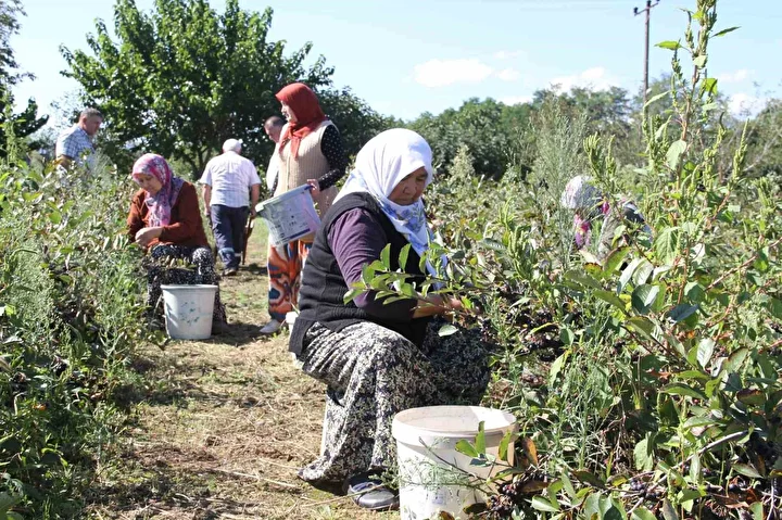 kucuk taneli buyuk sifa aronya hasadi basladi 0 wHZsQMyc