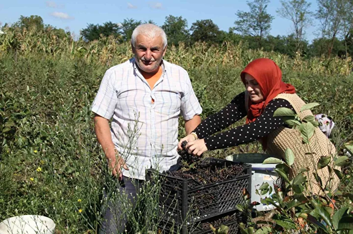 kucuk taneli buyuk sifa aronya hasadi basladi 1 IMLvK8kT