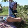 kucuk taneli buyuk sifa aronya hasadi basladi wAfdSMUD.webp