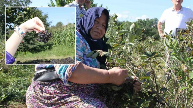 kucuk taneli buyuk sifa aronya hasadi basladi wAfdSMUD.webp