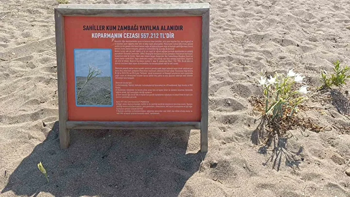 Kum zambaklarını koparmanın cezası bir otomobil parası: Kuşağı tükenen çiçeğe verilen ceza 557 bin lira 5 kum zambaklarini koparmanin cezasi bir otomobil parasi kusagi tukenen cicege verilen ceza 557 bin gHOrwjXK
