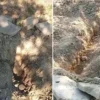 mezari kazip tahtalari kirdi ayi cenazeye ulasamadan kacti xYcbQXaE.webp