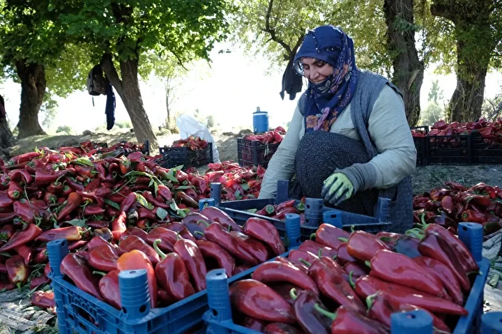 mezun olur olmaz basladi gayesine ulasti 27 yasinda buyuk para kazandi 5 yBGEFIsr