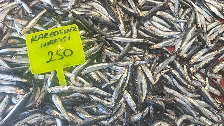 Muğla’da Karadeniz hamsisi kilosu 250 TL’den satışta 1 muglada karadeniz hamsisi kilosu 250 tlden satista 0 4B3ccNEL