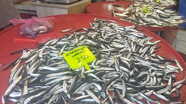 Muğla’da Karadeniz hamsisi kilosu 250 TL’den satışta 3 muglada karadeniz hamsisi kilosu 250 tlden satista 2 EzEXwzd2