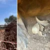 Troya’da 4 bin 500 yıllık altın broş gün yüzüne çıkarıldı: Son 100 yılın en kıymetli buluntuları ortasında muglada su deposu calismalarinda tarihi eserler bulundu alan muhafaza altina alindi YtDpbAvR.webp