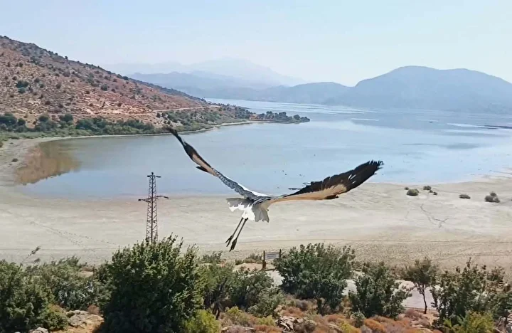 muhafaza altina alinan yavru leylek aydinda tabiata salindi 1 VmdyXYHe