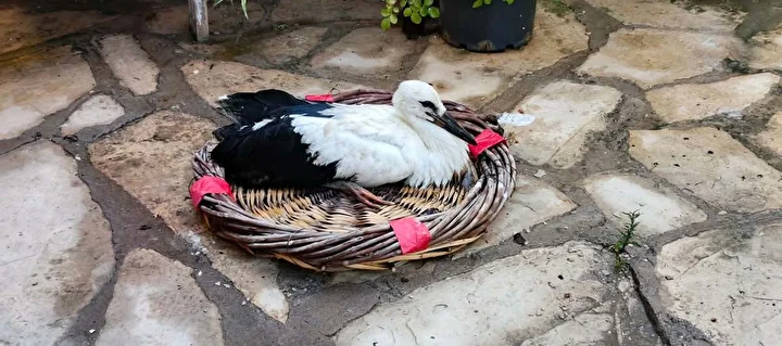 muhafaza altina alinan yavru leylek aydinda tabiata salindi 2 AeH7WZJM