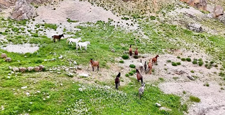 munzur daglarindaki yilki atlari dron ile goruntulendi 1 sMzwZpi5