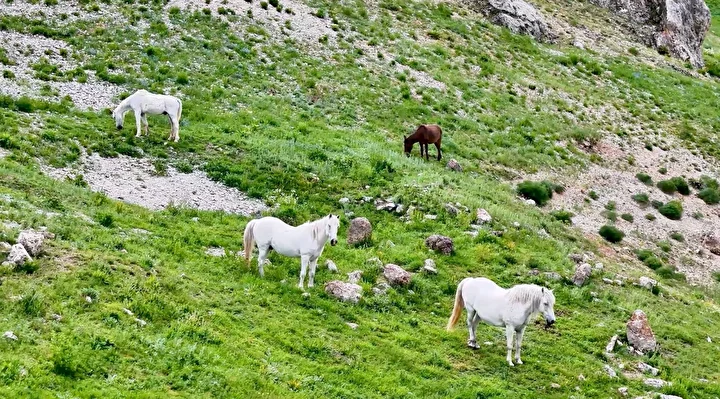 munzur daglarindaki yilki atlari dron ile goruntulendi 2 ICGghsVs