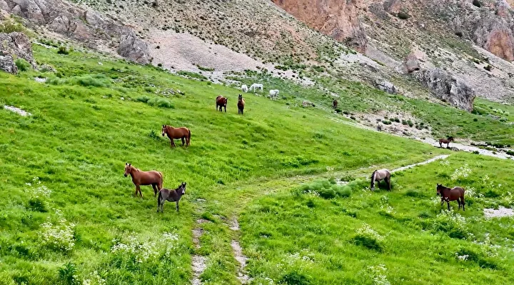 munzur daglarindaki yilki atlari dron ile goruntulendi 3 8EDCyHZi