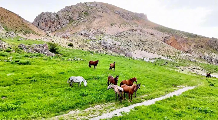 munzur daglarindaki yilki atlari dron ile goruntulendi 4 iR3Esvcs