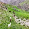 munzur daglarindaki yilki atlari dron ile goruntulendi TOSUWb4E.webp