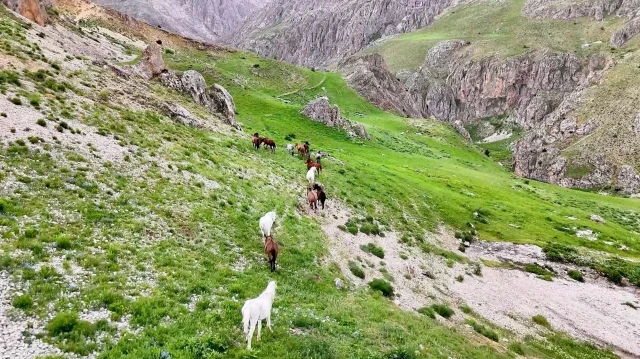 munzur daglarindaki yilki atlari dron ile goruntulendi TOSUWb4E.webp