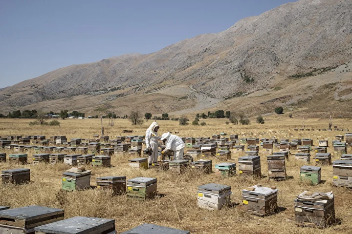 munzur yaylalarinin varlikli florasindan gelen bal sabirla toplaniyor 0