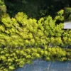 safranboluda agactan tunel D1SlmZnJ.webp