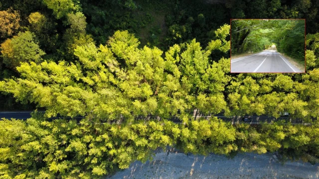 Safranbolu’da ‘ağaçtan tünel’ safranboluda agactan tunel D1SlmZnJ.webp