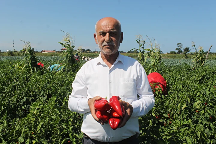 samsunda hasat basladi eser kaliteli tarlada kilosu 20 tl civarinda bircok ulkeye gonderiliyor 1 bSOBYRtN