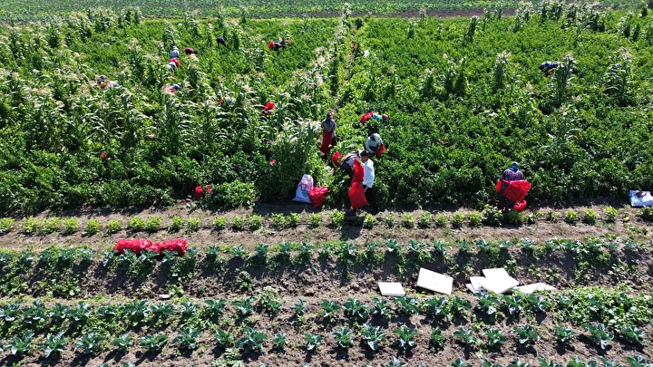 samsunda hasat basladi eser kaliteli tarlada kilosu 20 tl civarinda bircok ulkeye gonderiliyor 3 z7AuDcM1