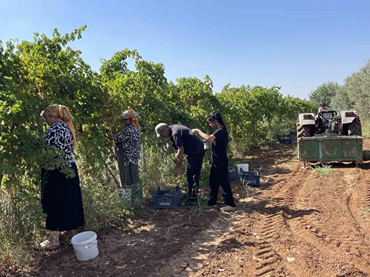 sanliurfa sicaginda tadi ve aromasi lezzetleniyor bolgede pekmez seyahati basladi 1