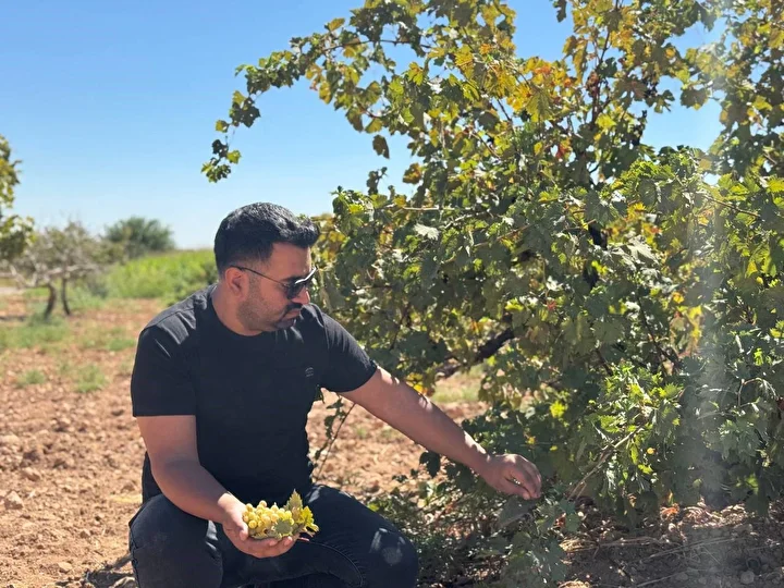 sanliurfa sicaginda tadi ve aromasi lezzetleniyor bolgede pekmez seyahati basladi 2 lPXU7sHG