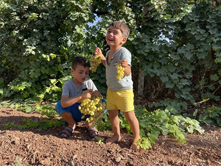 sanliurfa sicaginda tadi ve aromasi lezzetleniyor bolgede pekmez seyahati basladi 3 XipWS8hr
