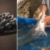 ABD’den Çin merkezli kimya şirketine yaptırım servet pahasinda lakin balikci tekrar suya birakacak elazigda oltaya takildi havyari iki milyon lira JrkVuFJ7.webp