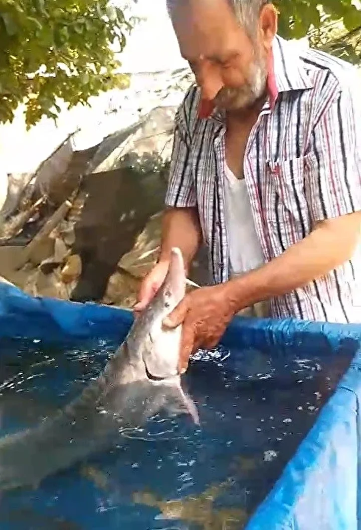 servet pahasinda lakin balikci tekrar suya birakacak elazigda oltaya takildi havyari iki milyon lira QqfcOPwi