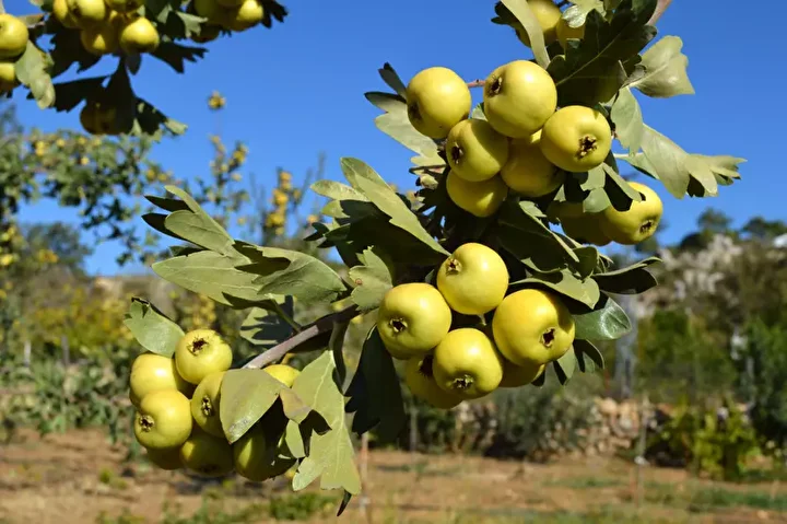 sifa deposu alicta hasat basladi kilogram fiyati 200 liradan alici buluyor 2 fnsLH56e