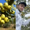 sifa deposu alicta hasat basladi kilogram fiyati 200 liradan alici buluyor NepuQRsI.webp