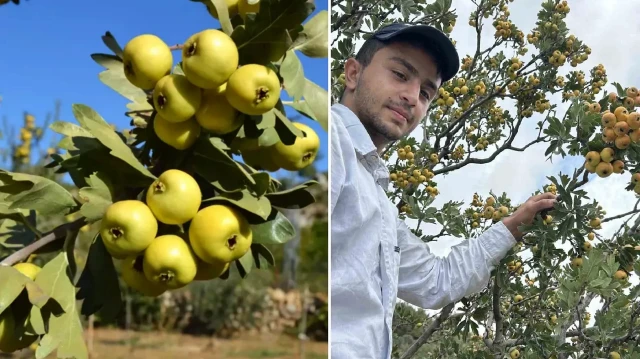 sifa deposu alicta hasat basladi kilogram fiyati 200 liradan alici buluyor NepuQRsI.webp
