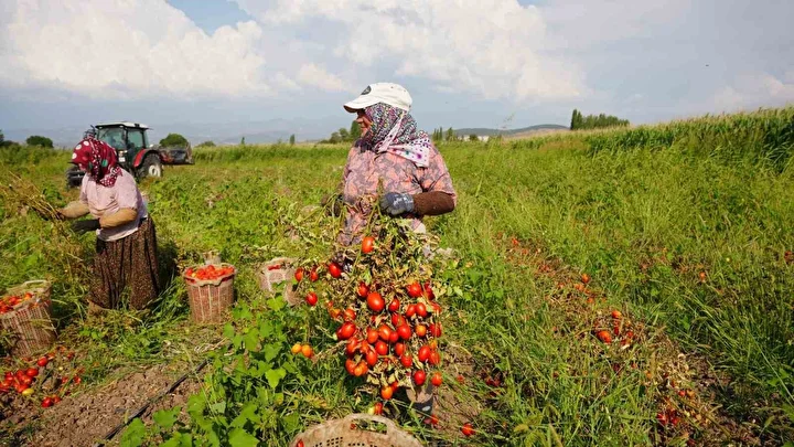 Sındırgı’da domates hasadı sarsıntıya karşın devam ediyor 1 sindirgida domates hasadi sarsintiya karsin devam ediyor 0