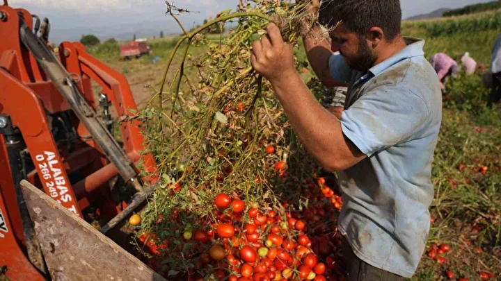 Sındırgı’da domates hasadı sarsıntıya karşın devam ediyor 2 sindirgida domates hasadi sarsintiya karsin devam ediyor 1 Sf93R1JJ