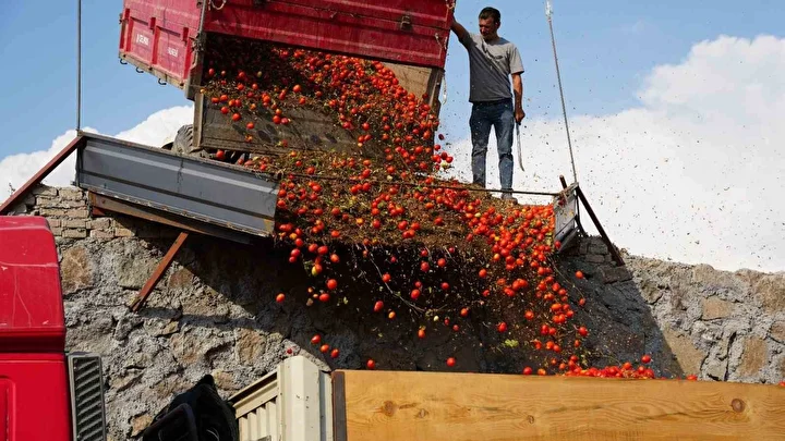 Sındırgı’da domates hasadı sarsıntıya karşın devam ediyor 5 sindirgida domates hasadi sarsintiya karsin devam ediyor 4 Uz5aGFL9