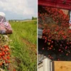 sindirgida domates hasadi sarsintiya karsin devam ediyor Krdq6DSq.webp